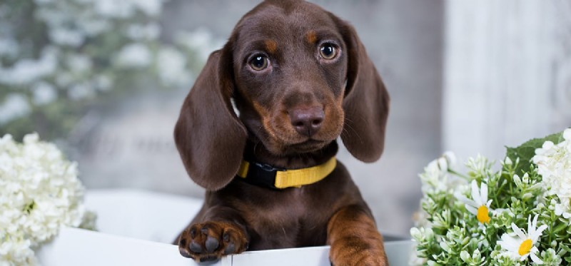 Is Black Tea Safe and Palatable for Dogs?