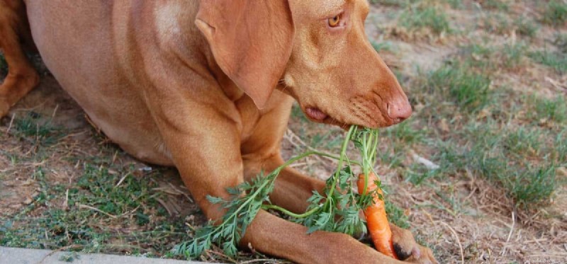 Do Dogs Taste Carrots? The Science Behind Your Pup’s Sweet Snack