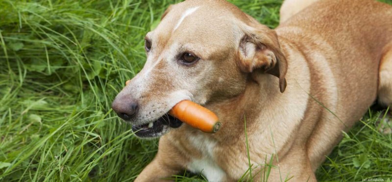 Do Dogs Taste Carrots? The Science Behind Your Pup’s Sweet Snack