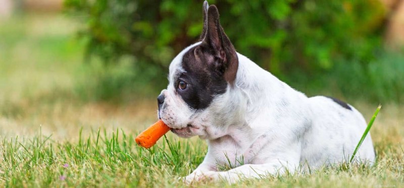 Do Dogs Taste Carrots? The Science Behind Your Pup’s Sweet Snack