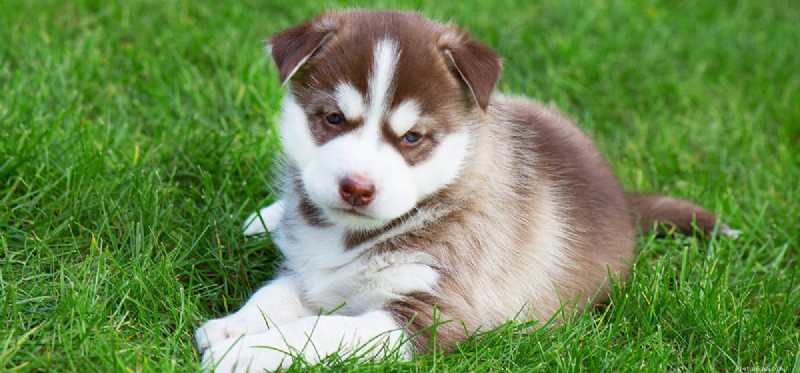 Are Cashews Safe for Dogs? A Comprehensive Guide
