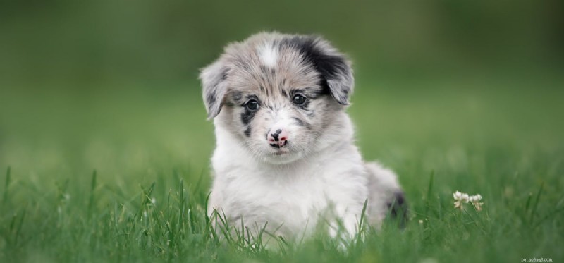 Are Cashews Safe for Dogs? A Comprehensive Guide