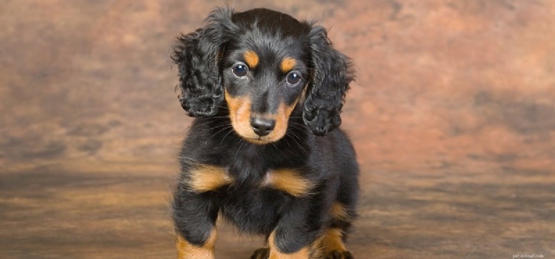 Is Cauliflower Safe for Dogs to Taste and Eat?