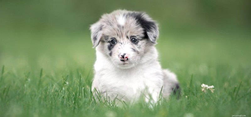 Is Cauliflower Safe for Dogs to Taste and Eat?