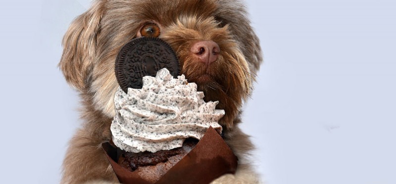 Do Dogs Really Taste Chocolate? Myths & Truths Explained