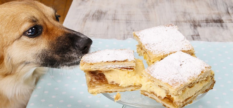 Do Dogs Safely Enjoy Creamy Treats? Expert Tips