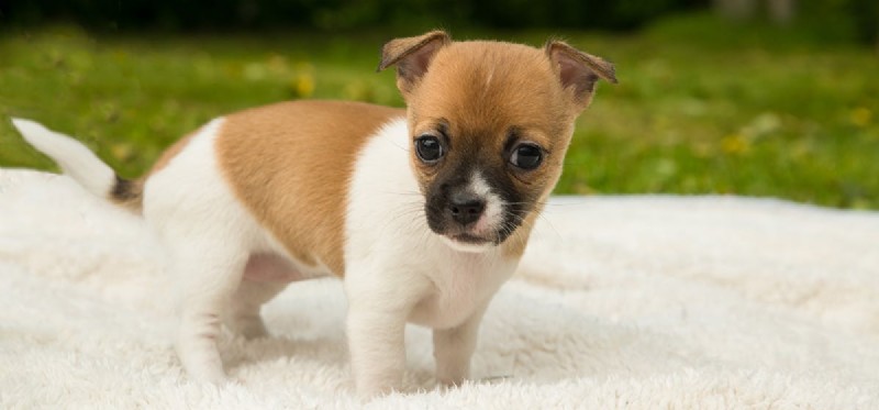 Do Dogs Truly Enjoy Crispy Foods?
