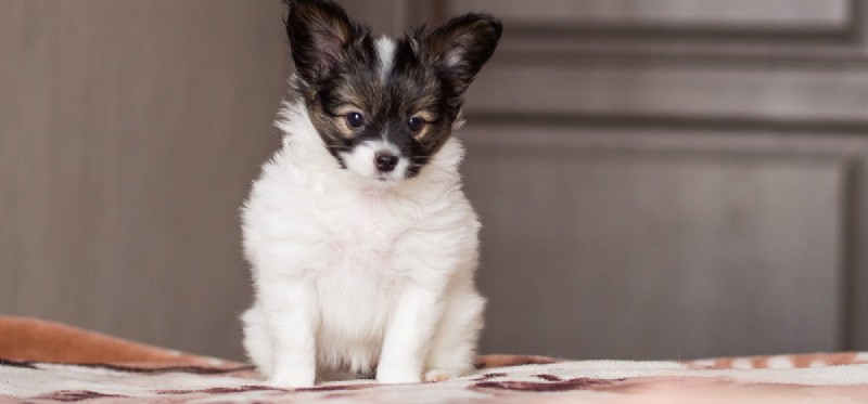 Do Dogs Truly Enjoy Crispy Foods?