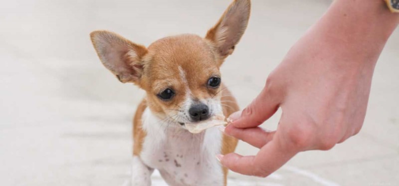 Do Dogs Actually Taste Doritos? What the Science Says