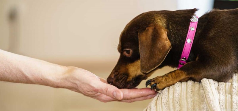 Do Dogs Actually Taste Doritos? What the Science Says