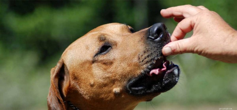 Do Dogs Actually Taste Doritos? What the Science Says