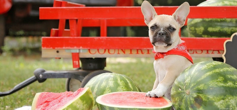 Do Dogs Taste and Digest Fruit? What You Need to Know