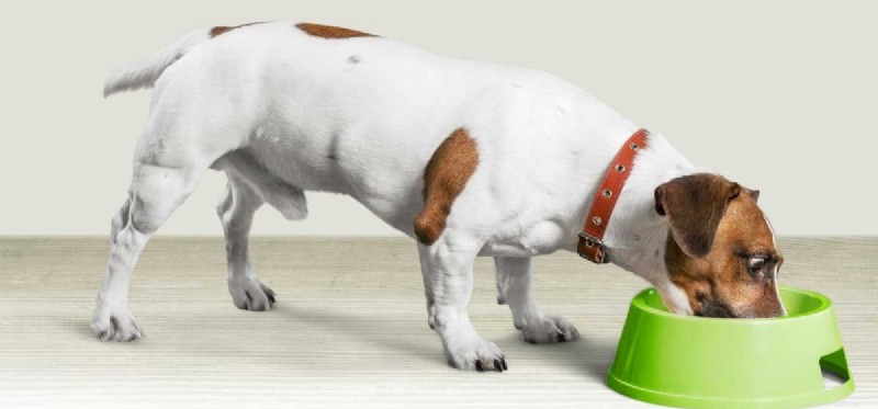 Do Dogs Taste Hot Spices? Exploring Capsaicin’s Effect on Canine Senses