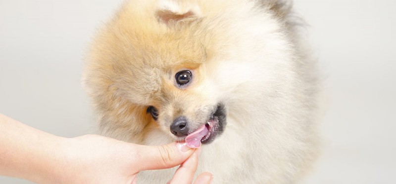 Do Dogs Detect Mushy Food? What Their Taste Buds Reveal
