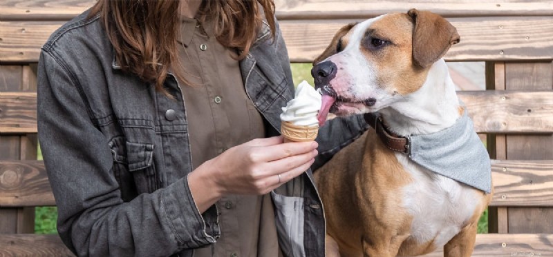 Do Dogs Detect Sweetness? Insights into Their Taste Buds