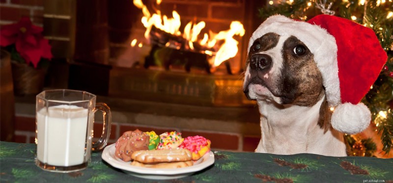 Do Dogs Detect Sweetness? Insights into Their Taste Buds