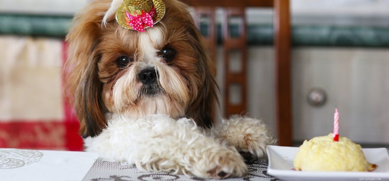 Do Dogs Detect Sweetness? Insights into Their Taste Buds