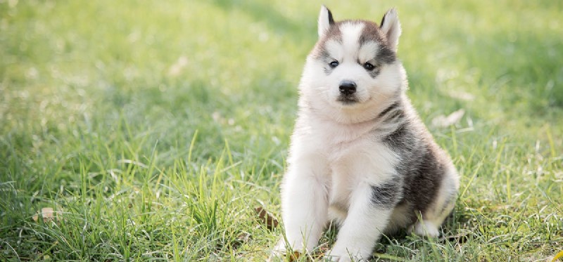 Do Dogs Detect Tangy Flavors? Insights into Canine Taste Sensitivity