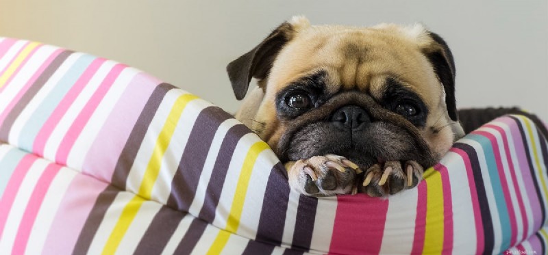 Do Dogs Detect Tangy Flavors? Insights into Canine Taste Sensitivity