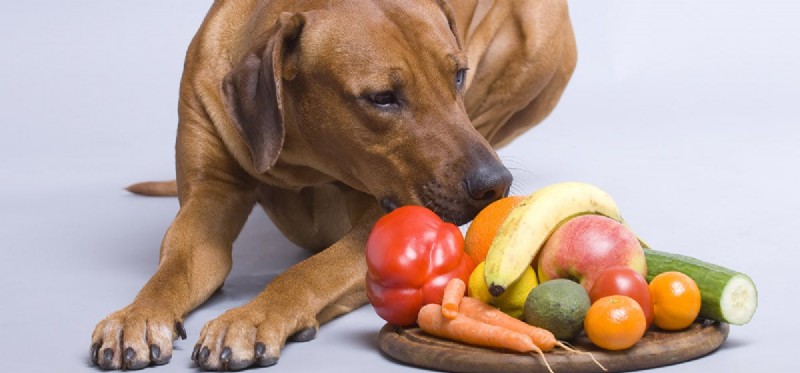 Can Dogs Taste Through Smell? How Dogs Perceive Flavor