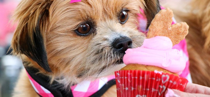 Can Dogs Taste Through Smell? How Dogs Perceive Flavor