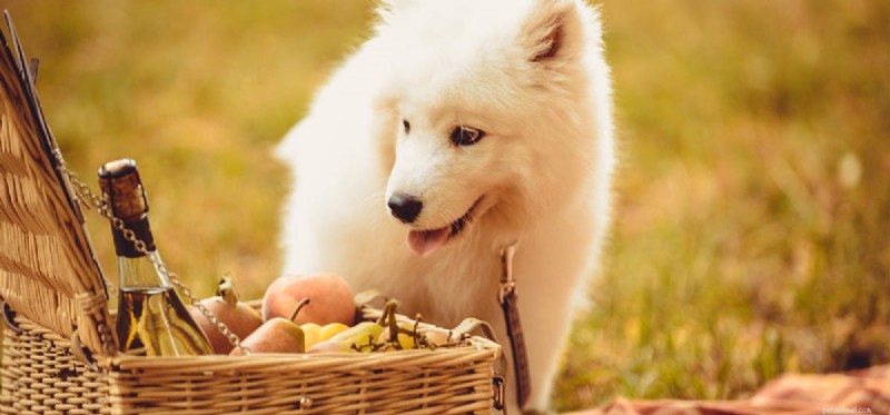 Can Dogs Taste Through Smell? How Dogs Perceive Flavor