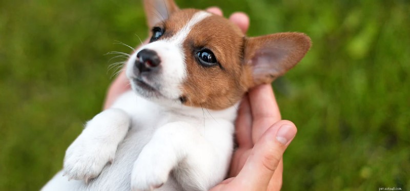 Can Dogs Detect Human Gender? Exploring the Science