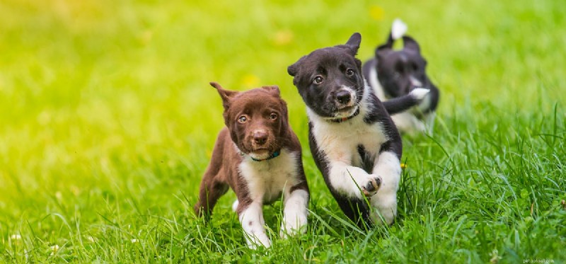 Can Dogs Detect Human Gender? Exploring the Science