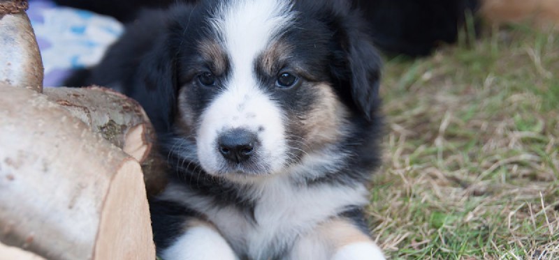 Can Dogs Detect Human Gender? Exploring the Science