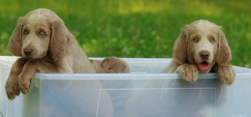 Can Dogs Distinguish Identical Twins? New Research Reveals How