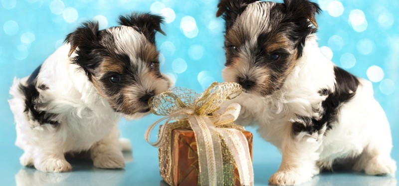 Can Dogs Distinguish Identical Twins? New Research Reveals How