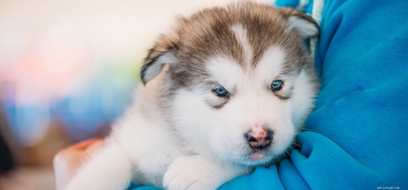 Can Dogs Detect Human Threats? Exploring Canine Insight and Loyalty