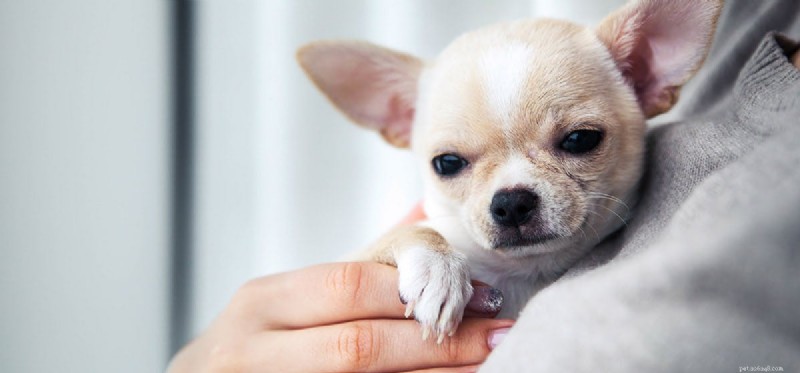 Can Dogs Detect Human Threats? Exploring Canine Insight and Loyalty
