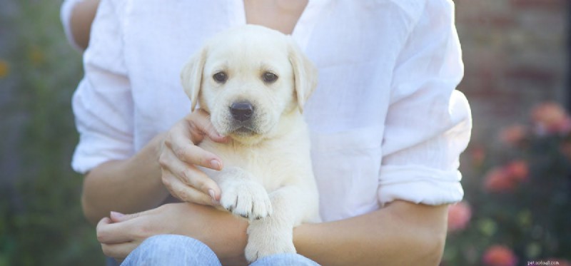 Can Dogs Detect Human Threats? Exploring Canine Insight and Loyalty