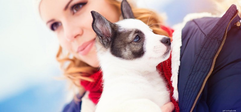 Can Dogs Detect Human Threats? Exploring Canine Insight and Loyalty