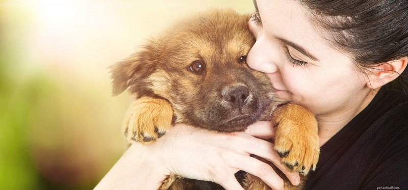 Do Dogs Detect Your Love? Uncovering Canine Perception