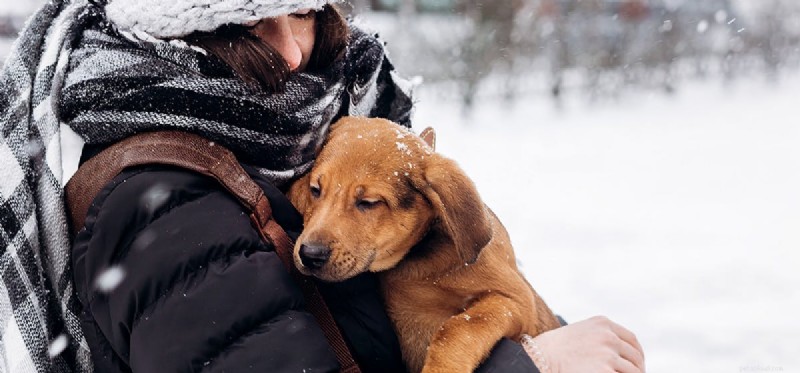 Do Dogs Detect Your Love? Uncovering Canine Perception