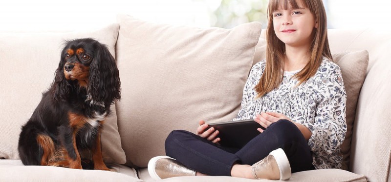 How Dogs Detect Your Sadness: A Proven Guide