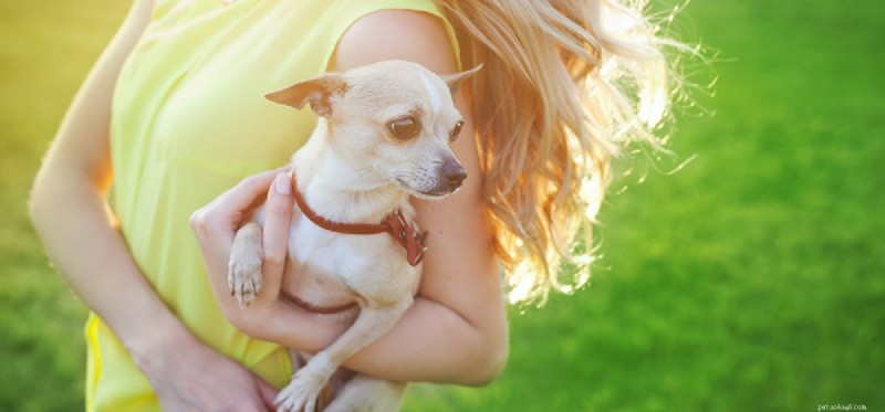 How Dogs Detect Your Sadness: A Proven Guide