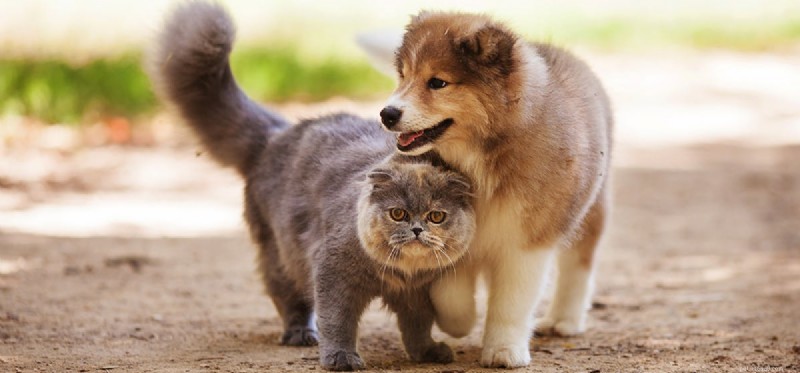 Can Dogs Truly Believe They Are Cats? Insights Into Dog–Cat Bonding
