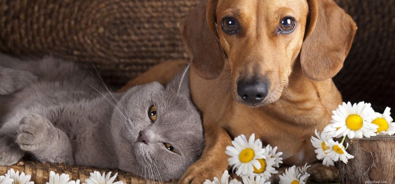 Can Dogs Truly Believe They Are Cats? Insights Into Dog–Cat Bonding