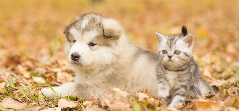 Can Dogs Truly Believe They Are Cats? Insights Into Dog–Cat Bonding