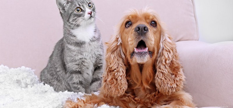 Can Dogs Truly Believe They Are Cats? Insights Into Dog–Cat Bonding