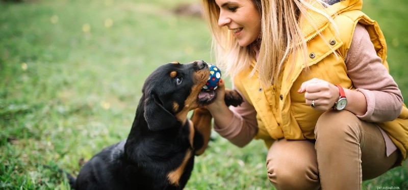 Can Dogs Tell You re Ready to Play? How They Read Your Signals