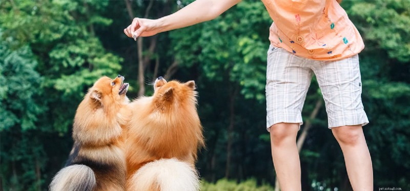 Can Dogs Tell You re Ready to Play? How They Read Your Signals