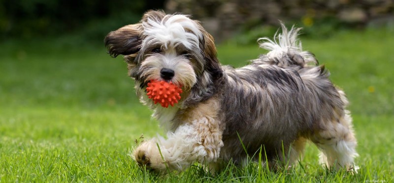 Can Dogs Tell You re Ready to Play? How They Read Your Signals