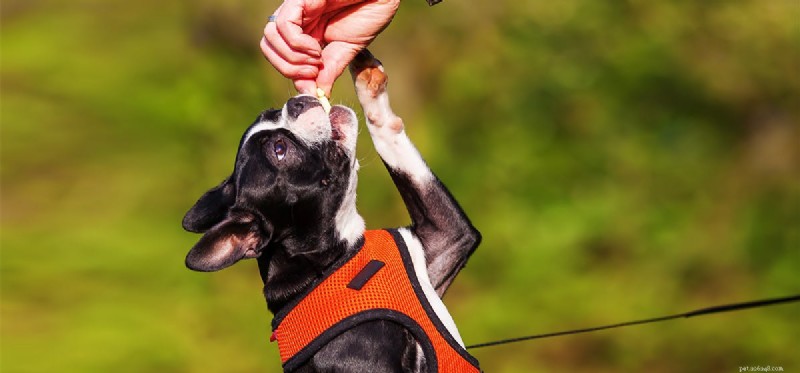 Can Dogs Tell You re Ready to Play? How They Read Your Signals