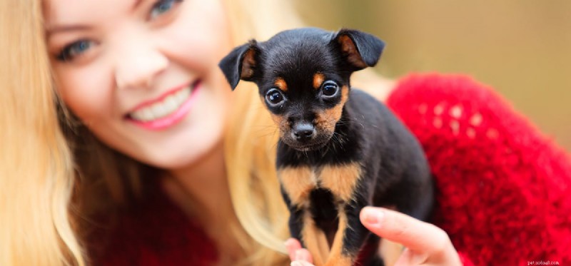 Do Dogs Truly Grasp Human Language? Understanding Their Communication Skills
