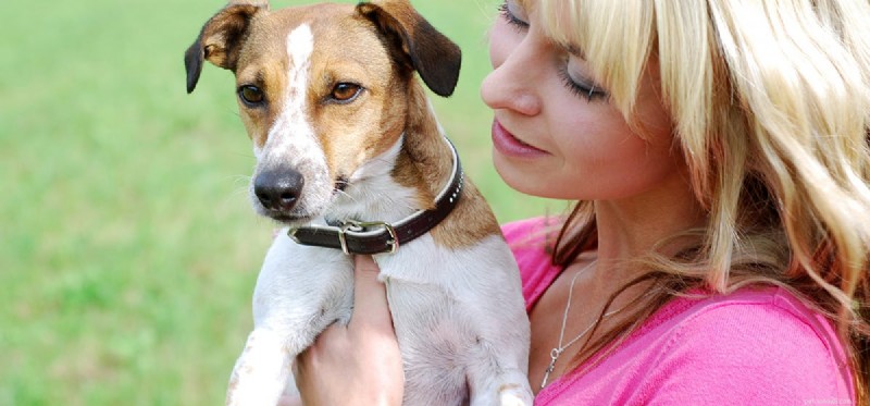 Do Dogs Truly Grasp Human Language? Understanding Their Communication Skills