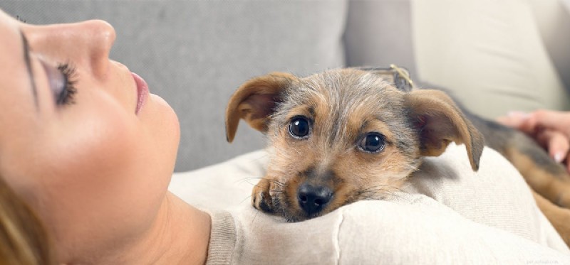 Do Dogs Truly Grasp Human Language? Understanding Their Communication Skills